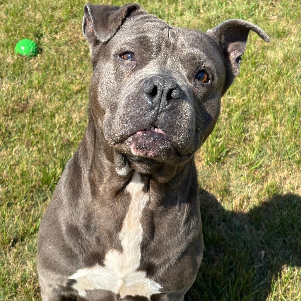 Williamson, Adoptable, Adult Male American Bulldog & Pit Bull Terrier.