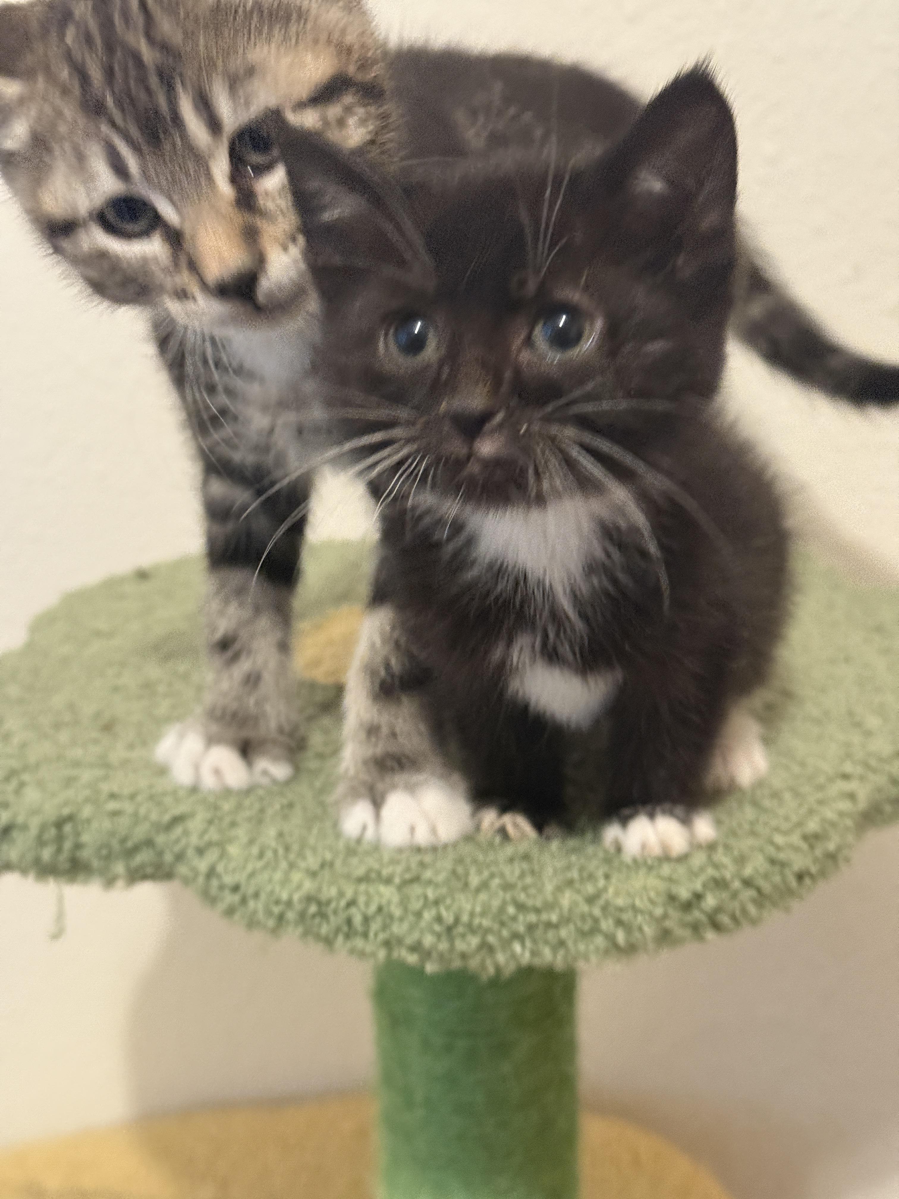 Enlarge Chilli, a Adoptable mixed breed in Renton, WA image 3/5