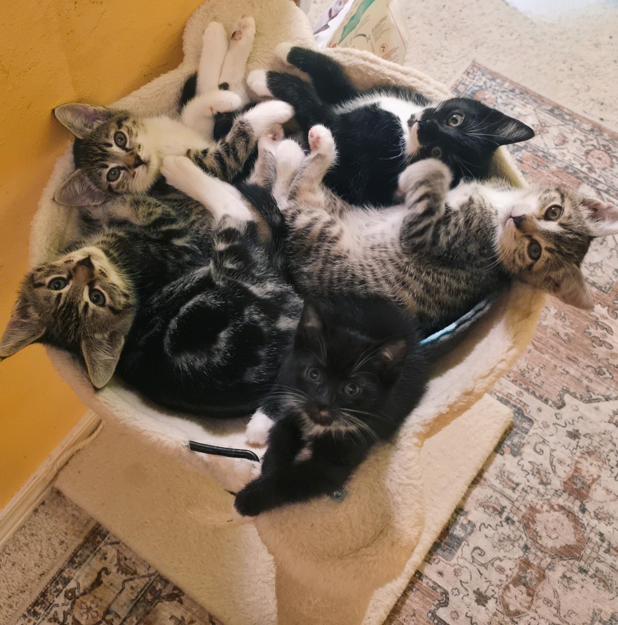 Enlarge Chilli, a Adoptable mixed breed in Renton, WA image 4/5