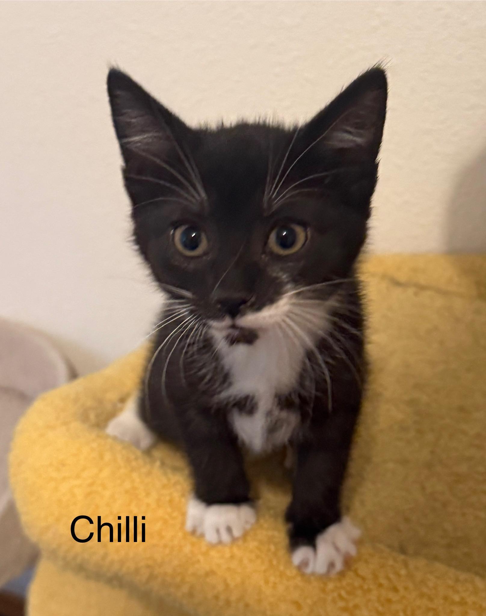 Enlarge Chilli, a Adoptable mixed breed in Renton, WA image 2/5