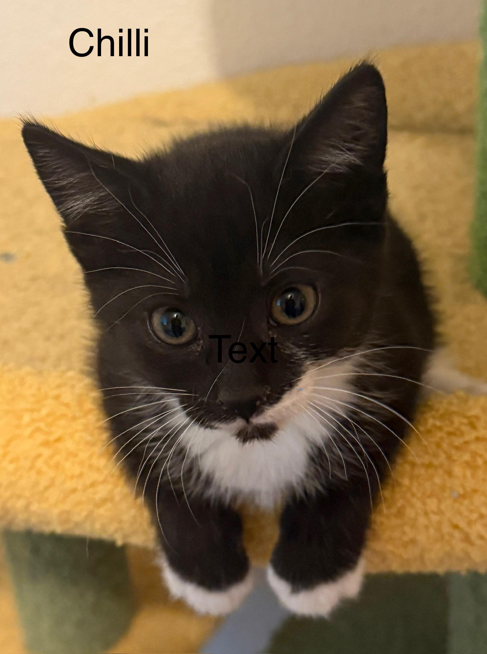 Enlarge Chilli, a Adoptable mixed breed in Renton, WA image 1/5