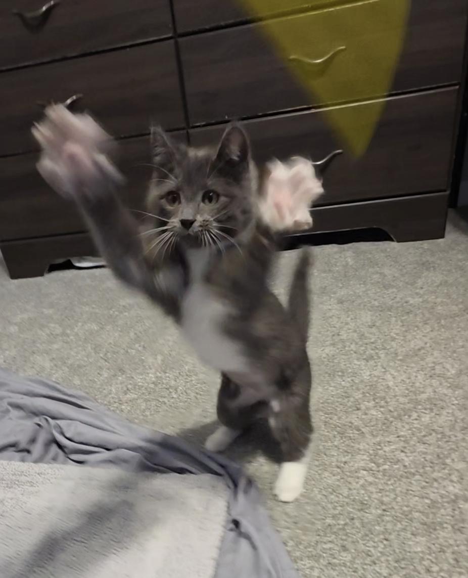 Enlarge Elara, a ADOPTABLE Domestic Short Hair in Wilmington, NC image 1/6