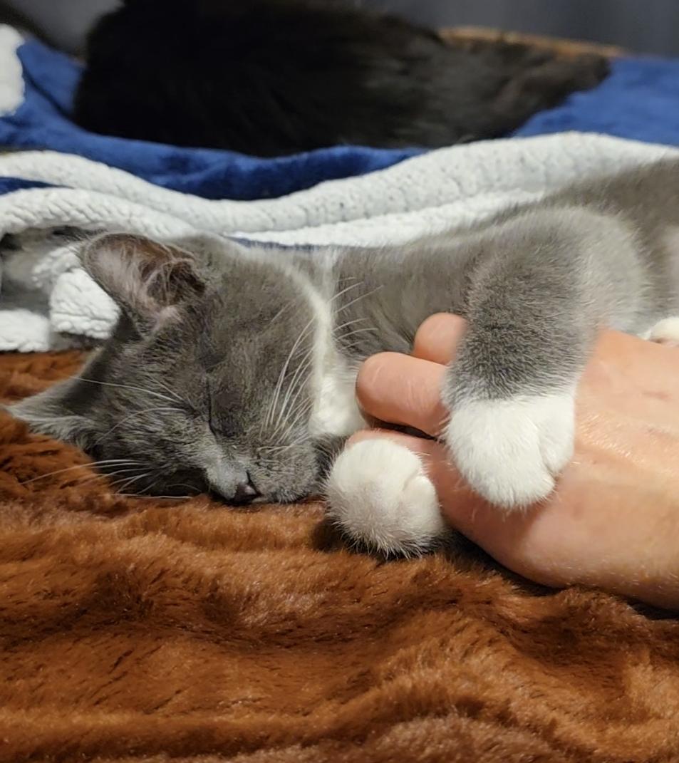 Elara, ADOPTABLE, Kitten Female Domestic Short Hair.