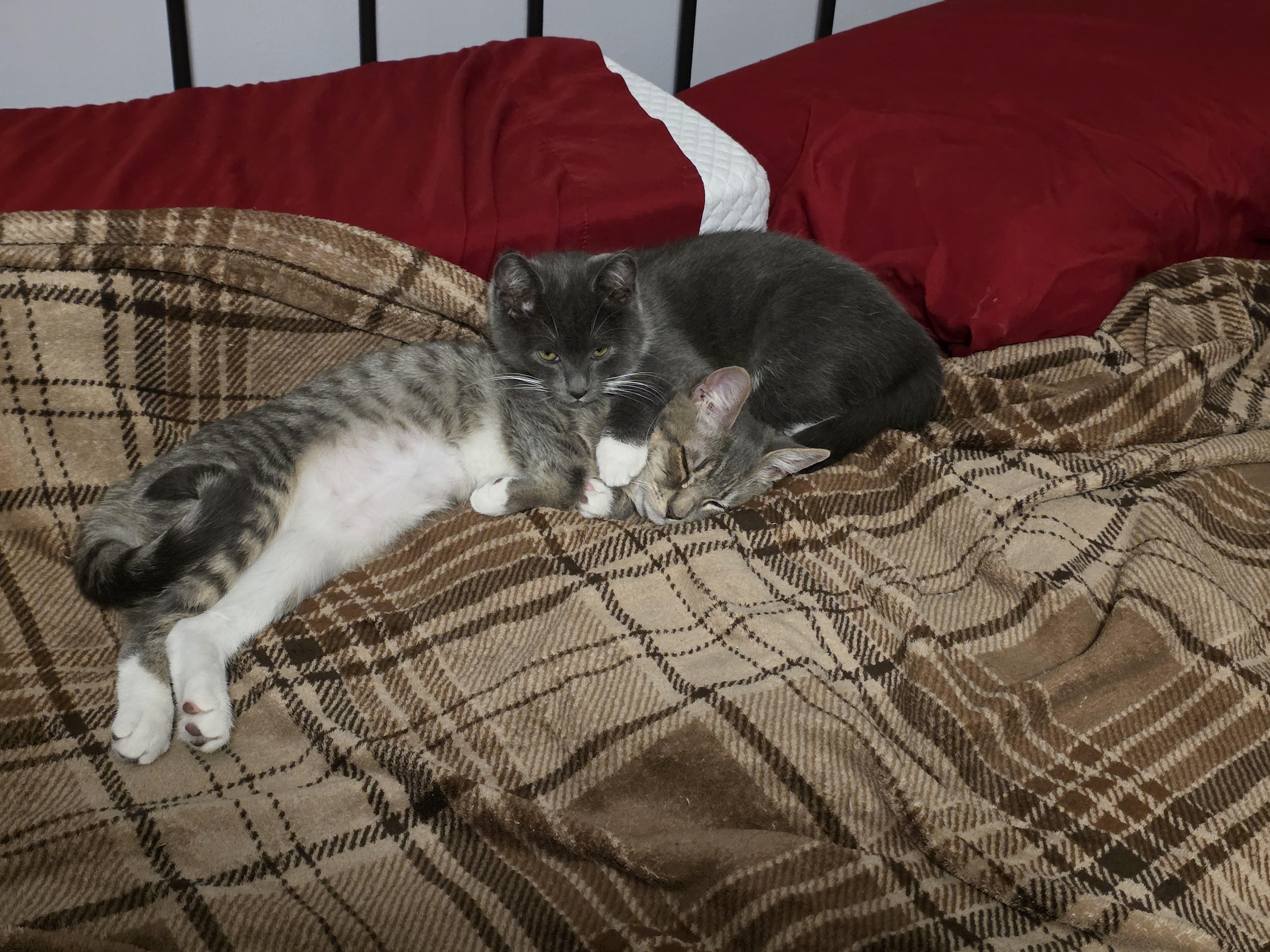 Enlarge Elara, a ADOPTABLE Domestic Short Hair in Wilmington, NC image 5/6