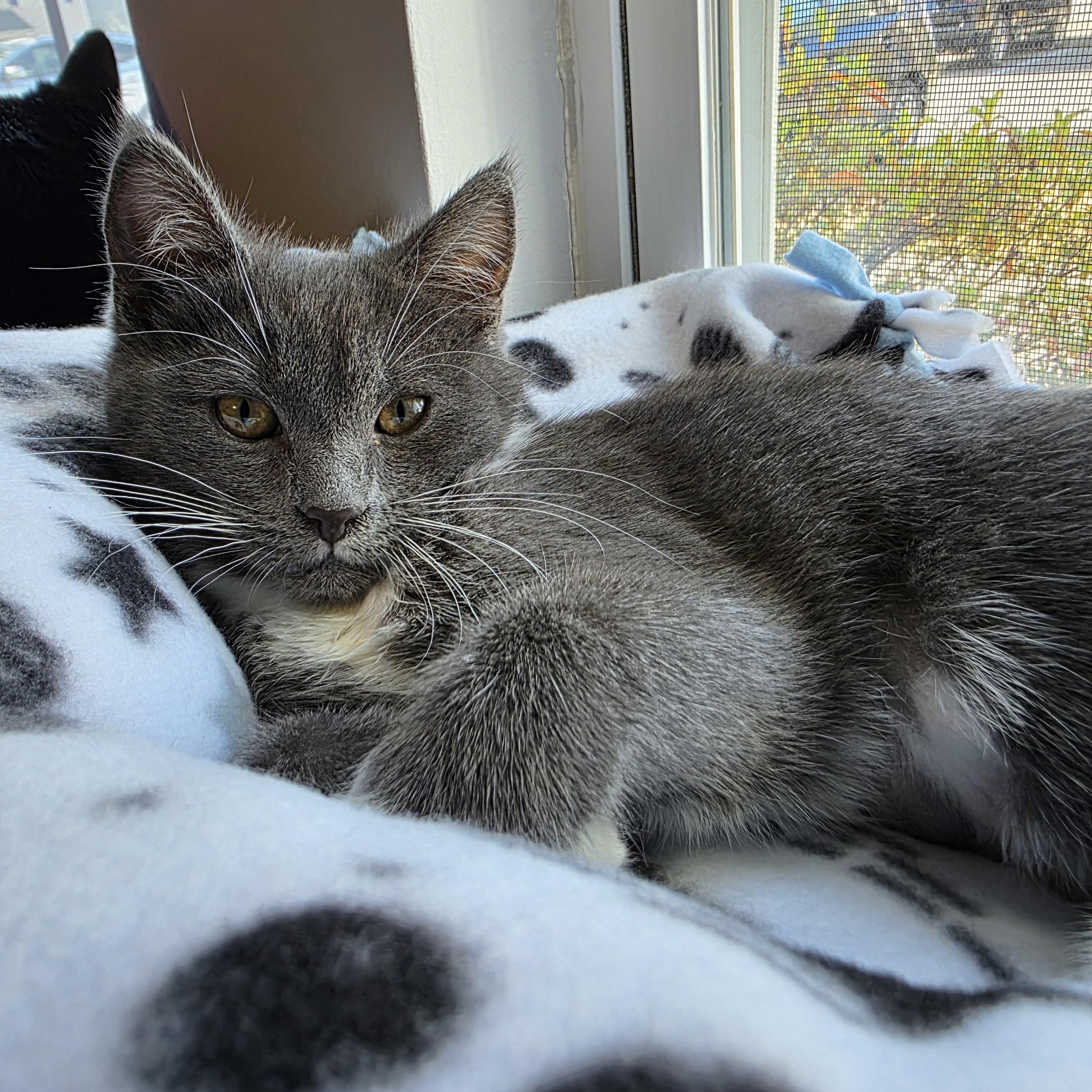 Enlarge Elara, a ADOPTABLE Domestic Short Hair in Wilmington, NC image 4/6