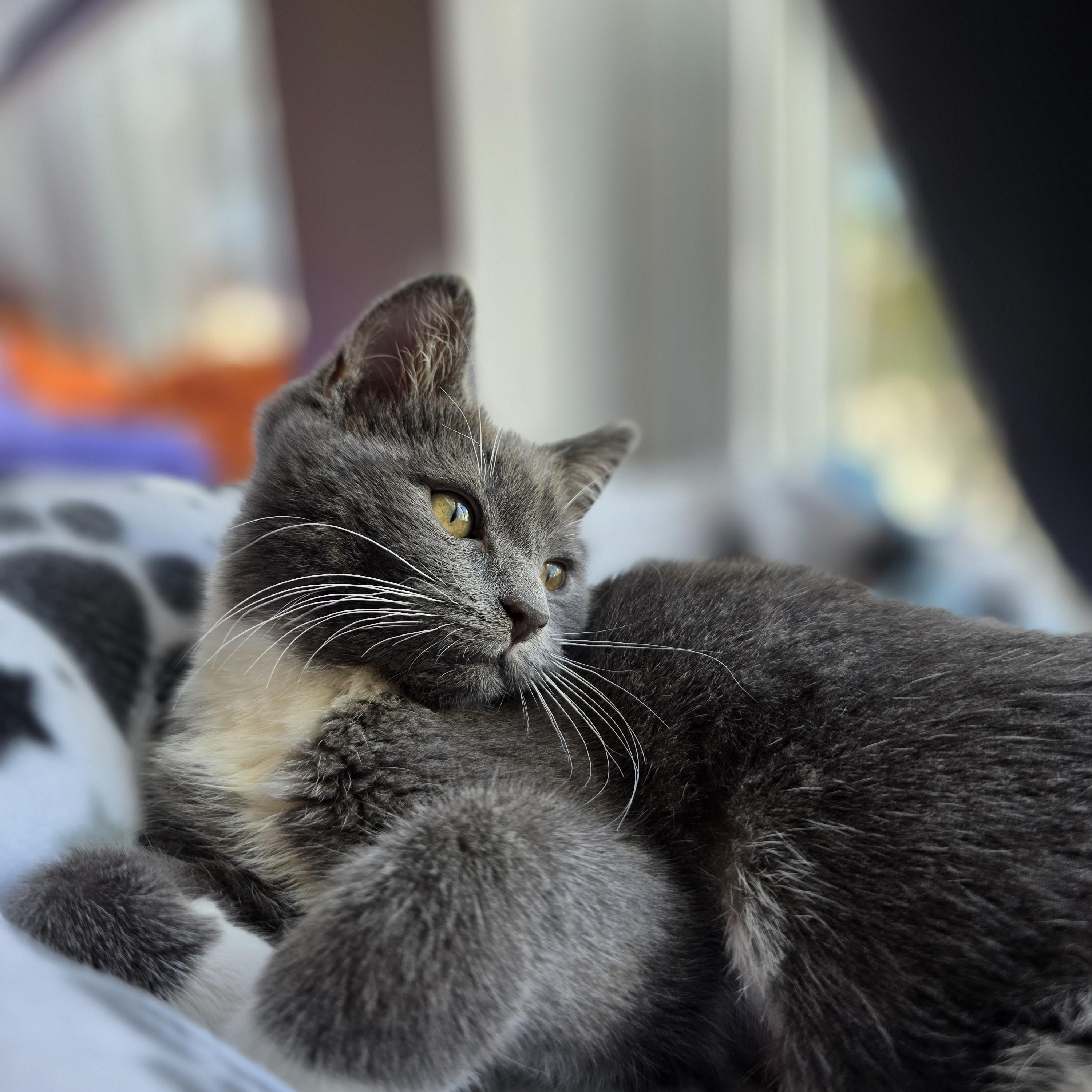 Enlarge Elara, a ADOPTABLE Domestic Short Hair in Wilmington, NC image 2/6