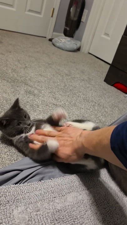 Enlarge Elara, a ADOPTABLE Domestic Short Hair in Wilmington, NC video 6/6