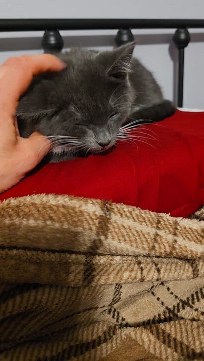 Enlarge Elara, a ADOPTABLE Domestic Short Hair in Wilmington, NC video 3/6