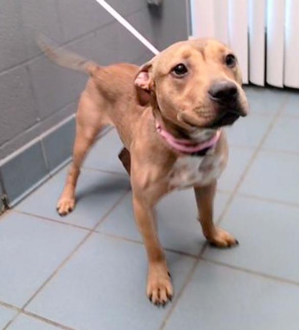 Gummy Bear, Young Female Mixed Breed