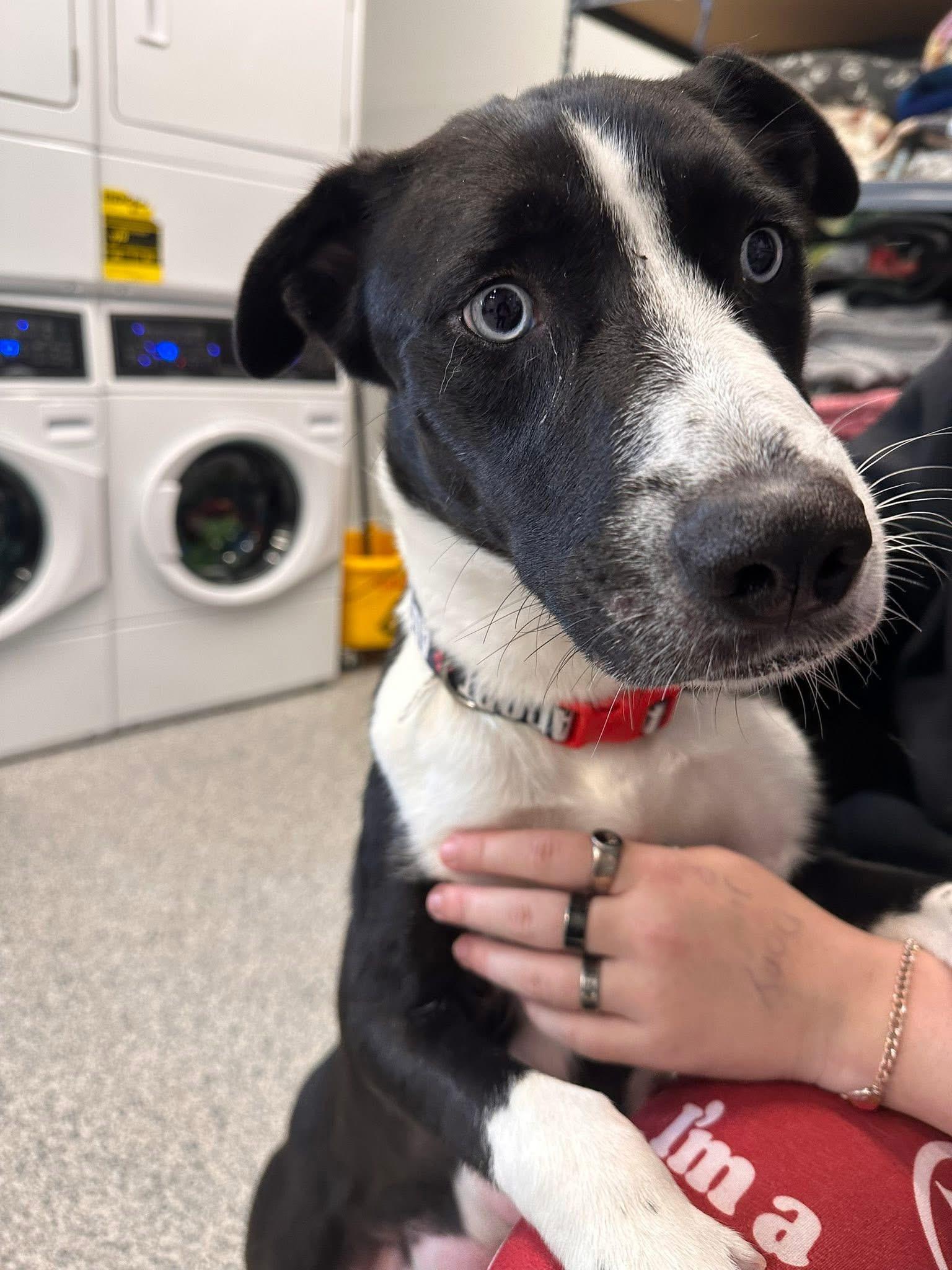 Baby, ADOPTABLE, Adult Female Border Collie.