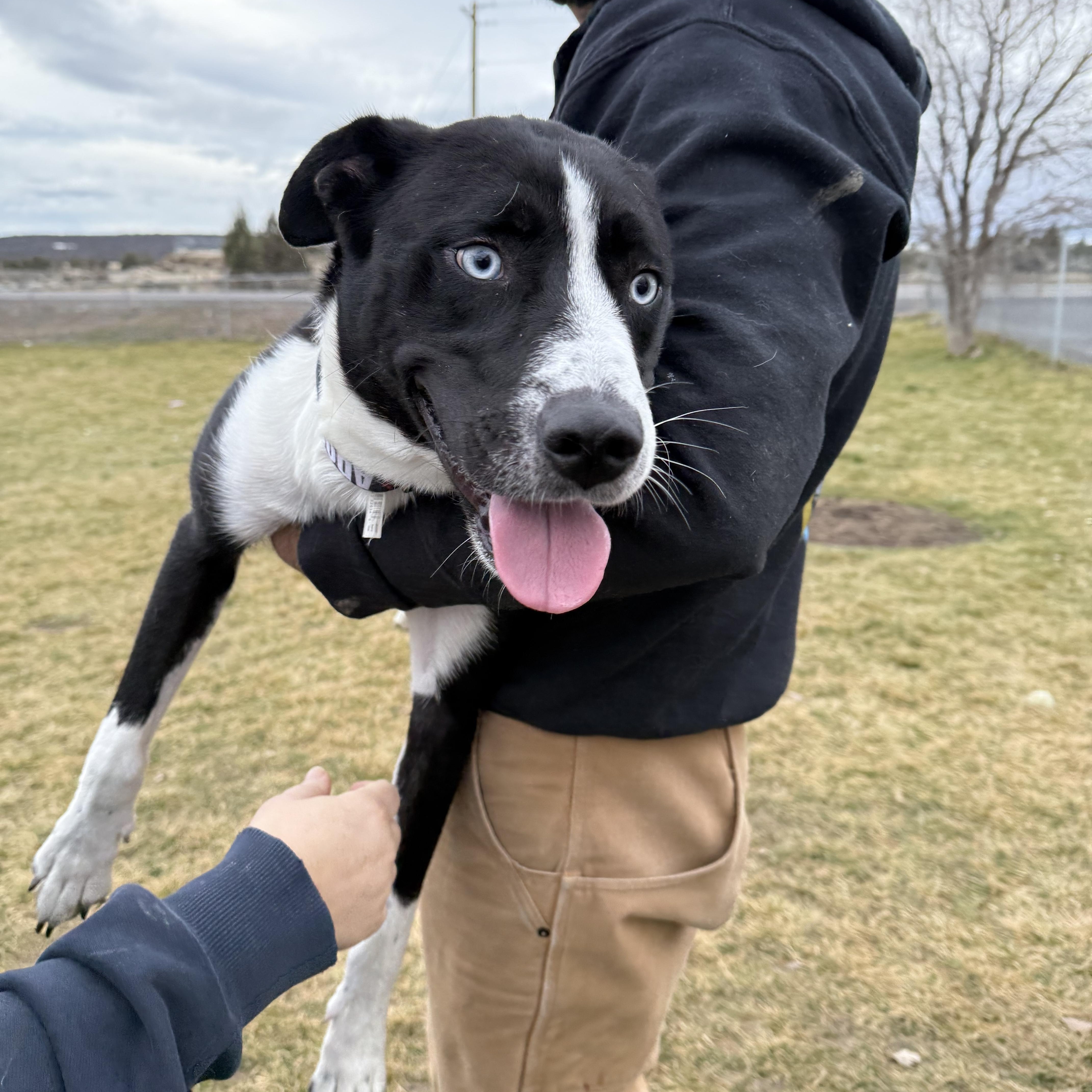 Enlarge Baby, a ADOPTABLE mixed breed in Prineville, OR image 5/5