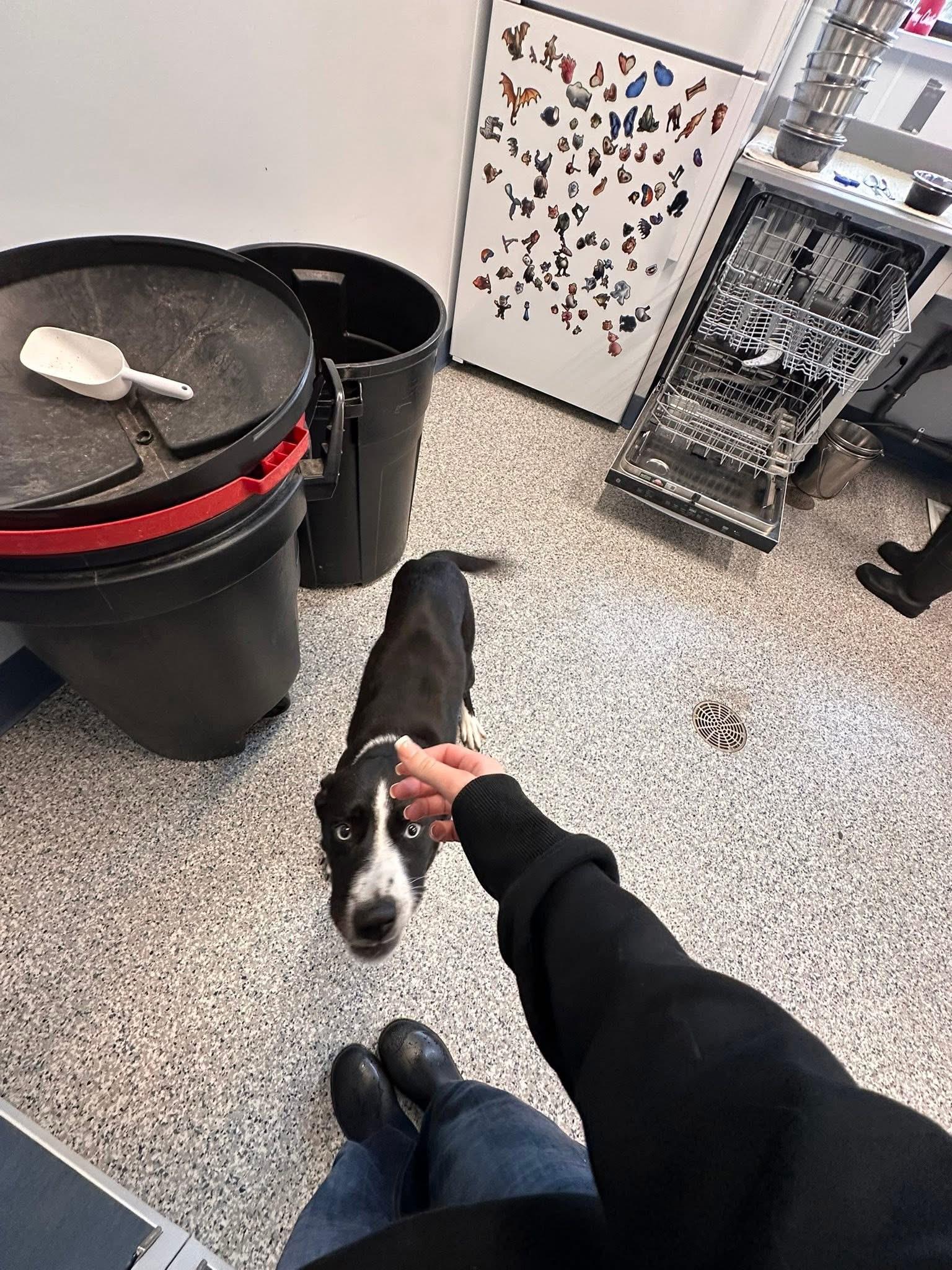 Enlarge Baby, a ADOPTABLE mixed breed in Prineville, OR image 4/5