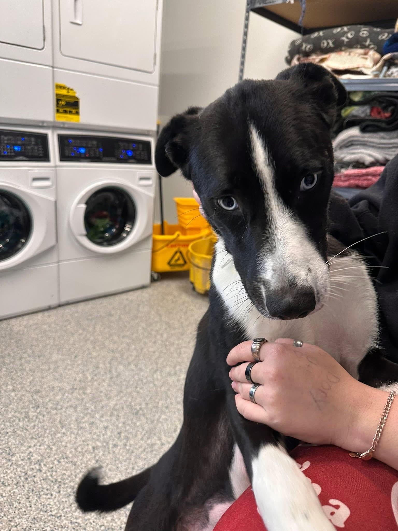 Enlarge Baby, a ADOPTABLE mixed breed in Prineville, OR image 2/5