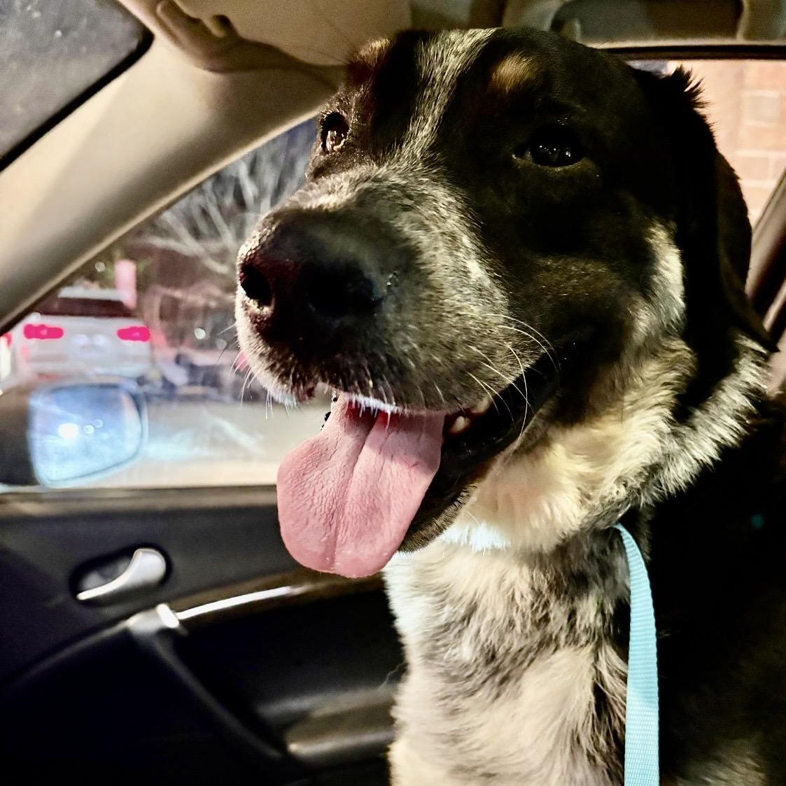 Leo 2, ADOPTABLE, Young Male Australian Shepherd.