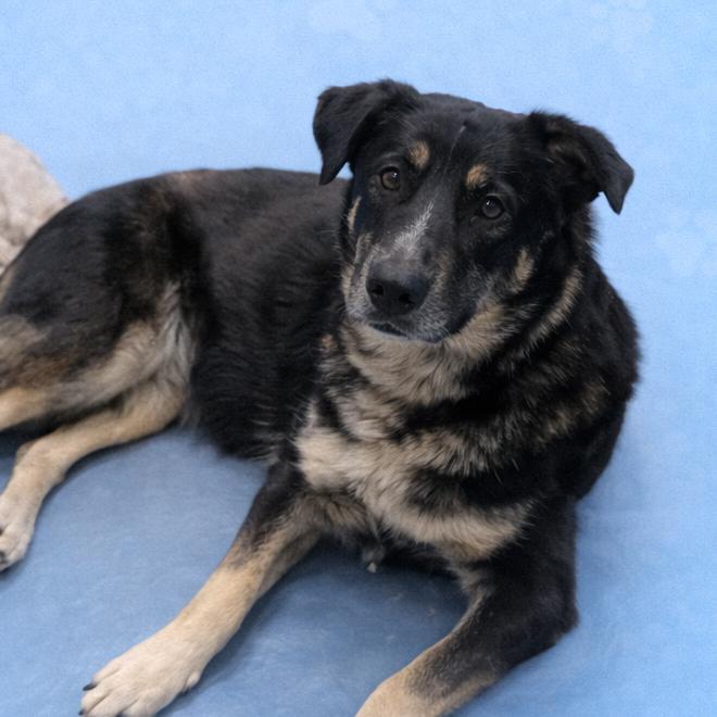Leo, ADOPTABLE, Young Male Australian Shepherd & German Shepherd Dog.