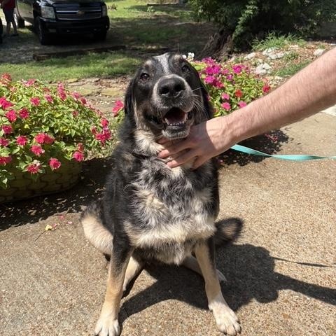 Leo 2, a ADOPTABLE mixed breed in Brentwood, TN image 3/3