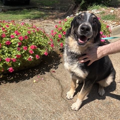 Leo 2, a ADOPTABLE mixed breed in Brentwood, TN image 2/3
