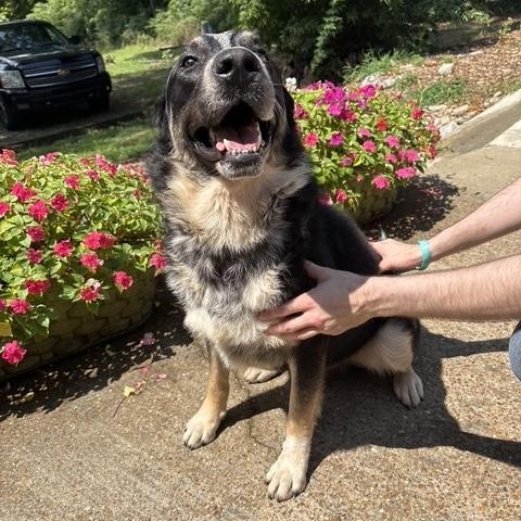 Leo 2, ADOPTABLE, Young Male Australian Shepherd.