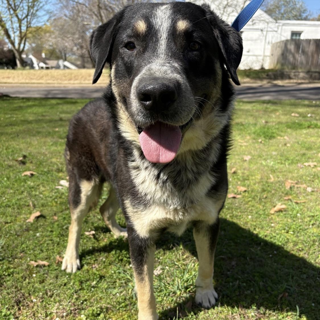 Enlarge Leo 2, a ADOPTABLE mixed breed in Brentwood, TN image 2/2