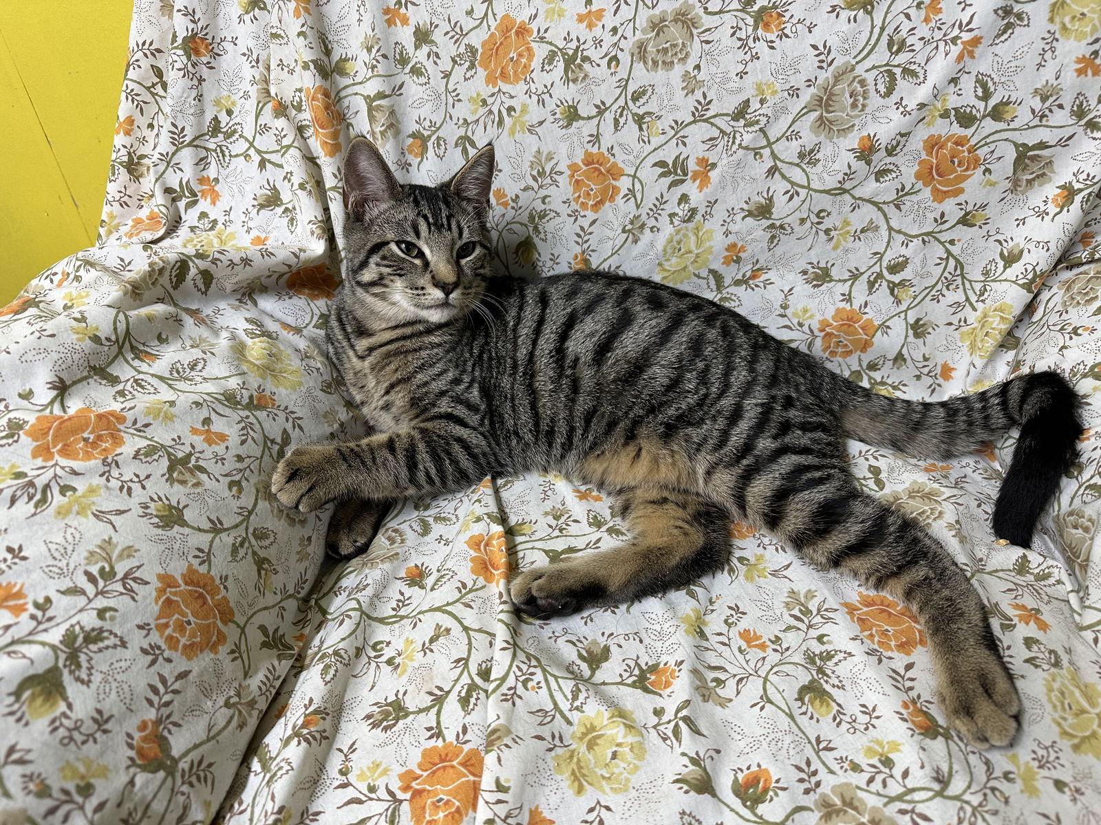 Ashes, Adoptable, Kitten Female Domestic Short Hair & Tabby.