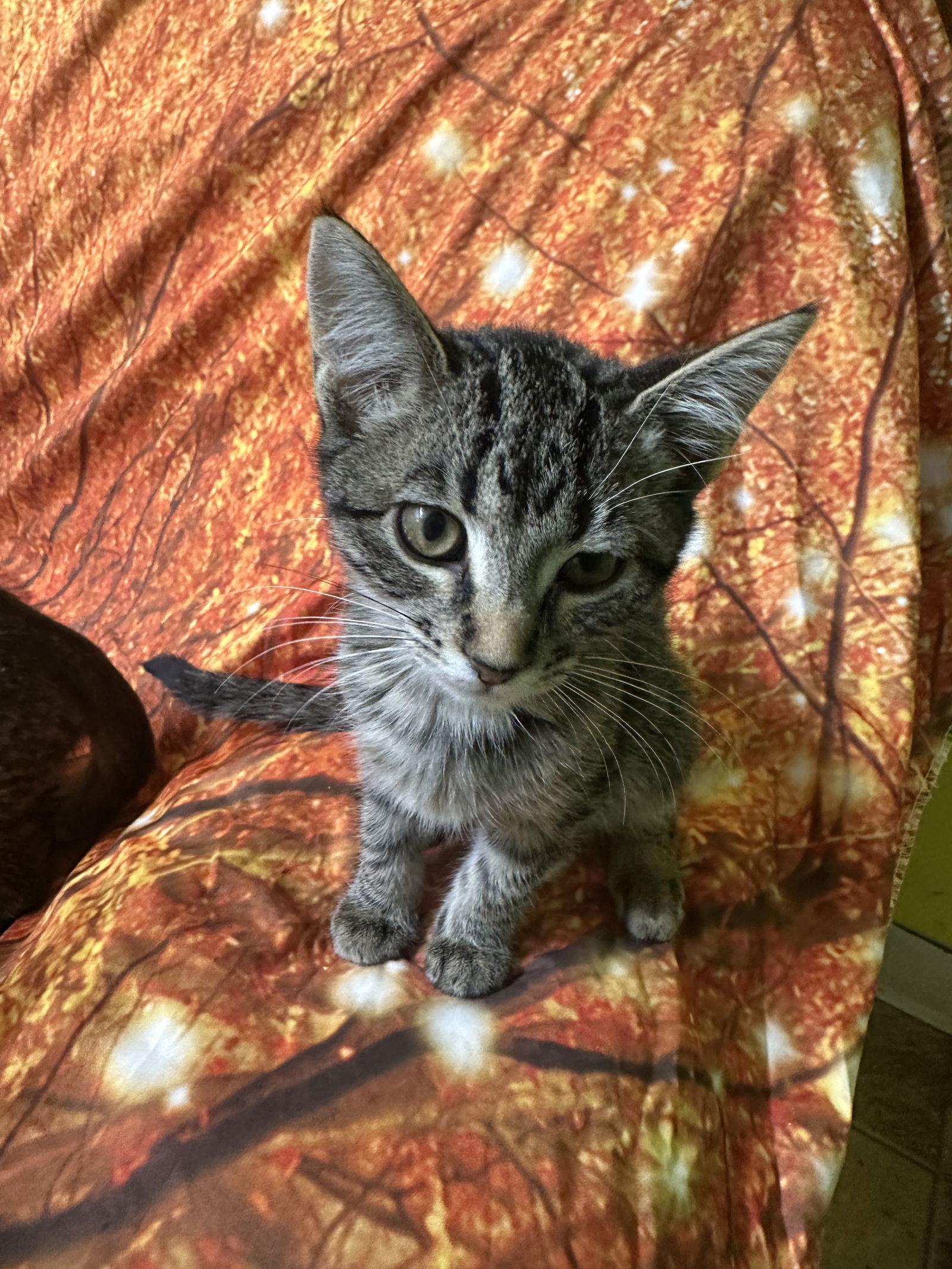 Ashes, Adoptable, Kitten Female Domestic Short Hair & Tabby.