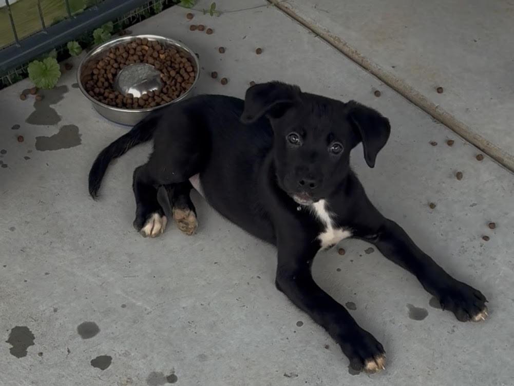 Enlarge Coal, a Adopted mixed breed in Sistersville, WV image 1/3