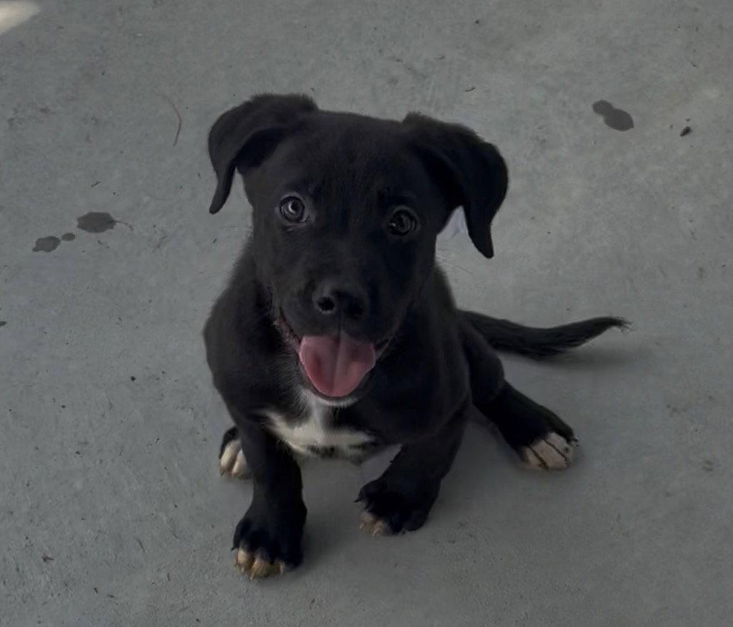 Enlarge Coal, a Adopted mixed breed in Sistersville, WV image 2/3