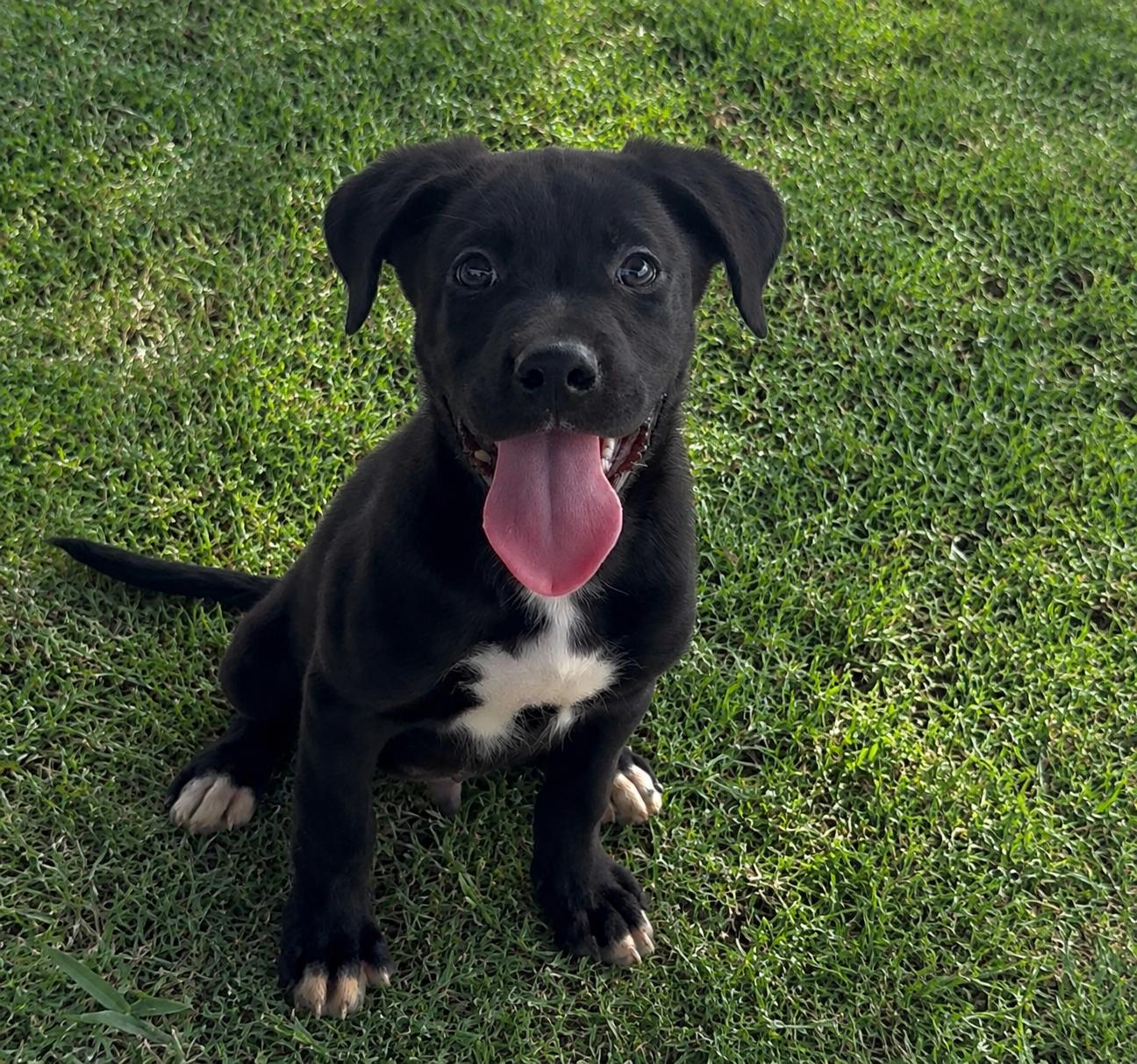 Enlarge Coal, a Adopted mixed breed in Sistersville, WV image 3/3