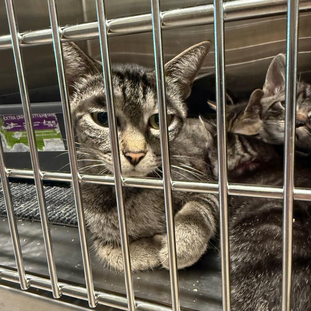 Sweet Thing, Adoptable, Adult Female Domestic Short Hair.