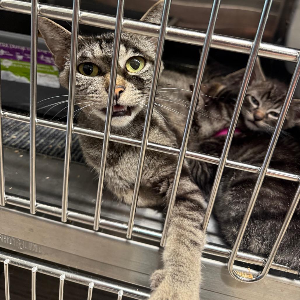 Sweet Thing, a Adoptable Domestic Short Hair in Sand Springs, OK image 2/2