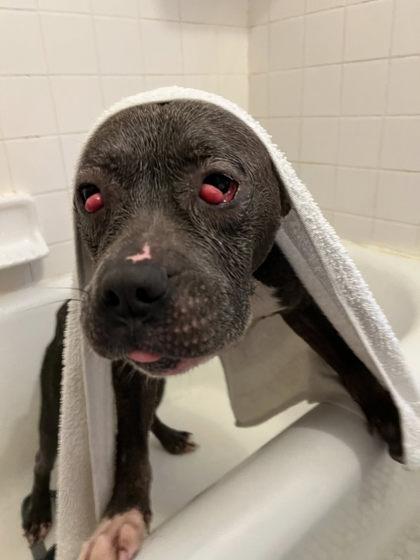 Cayda Bug thumbnail 3