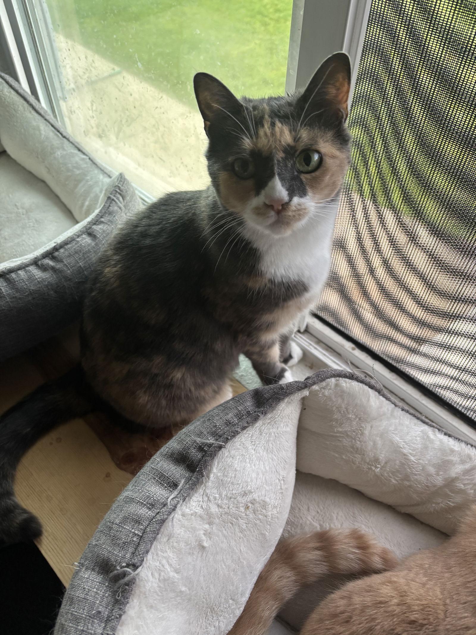 Freya + Loki, Adoptable, Adult Female Domestic Short Hair.