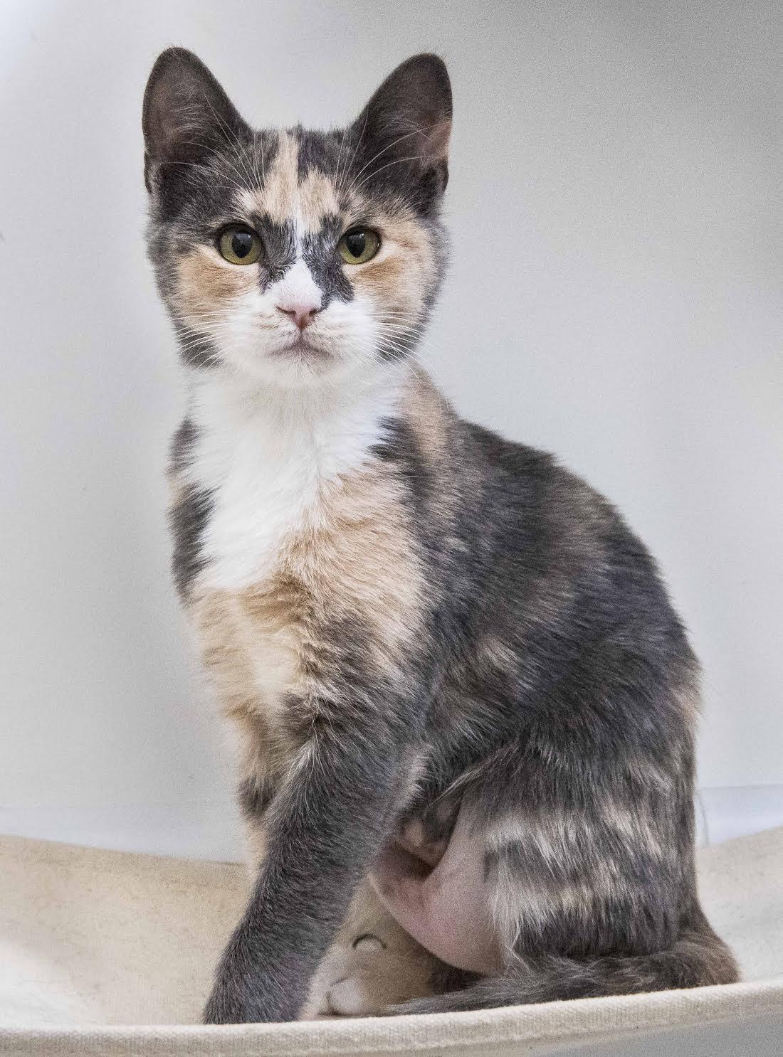 Enlarge Freya + Loki, a Adoptable Domestic Short Hair in Davis, CA image 2/3