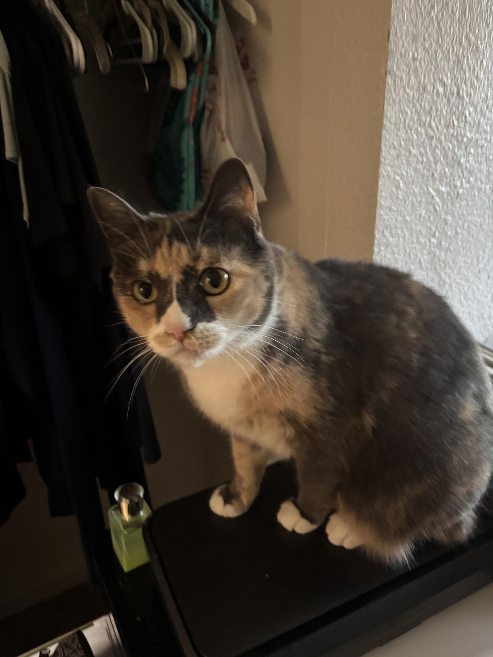 Enlarge Freya + Loki, a Adoptable Domestic Short Hair in Davis, CA image 3/3