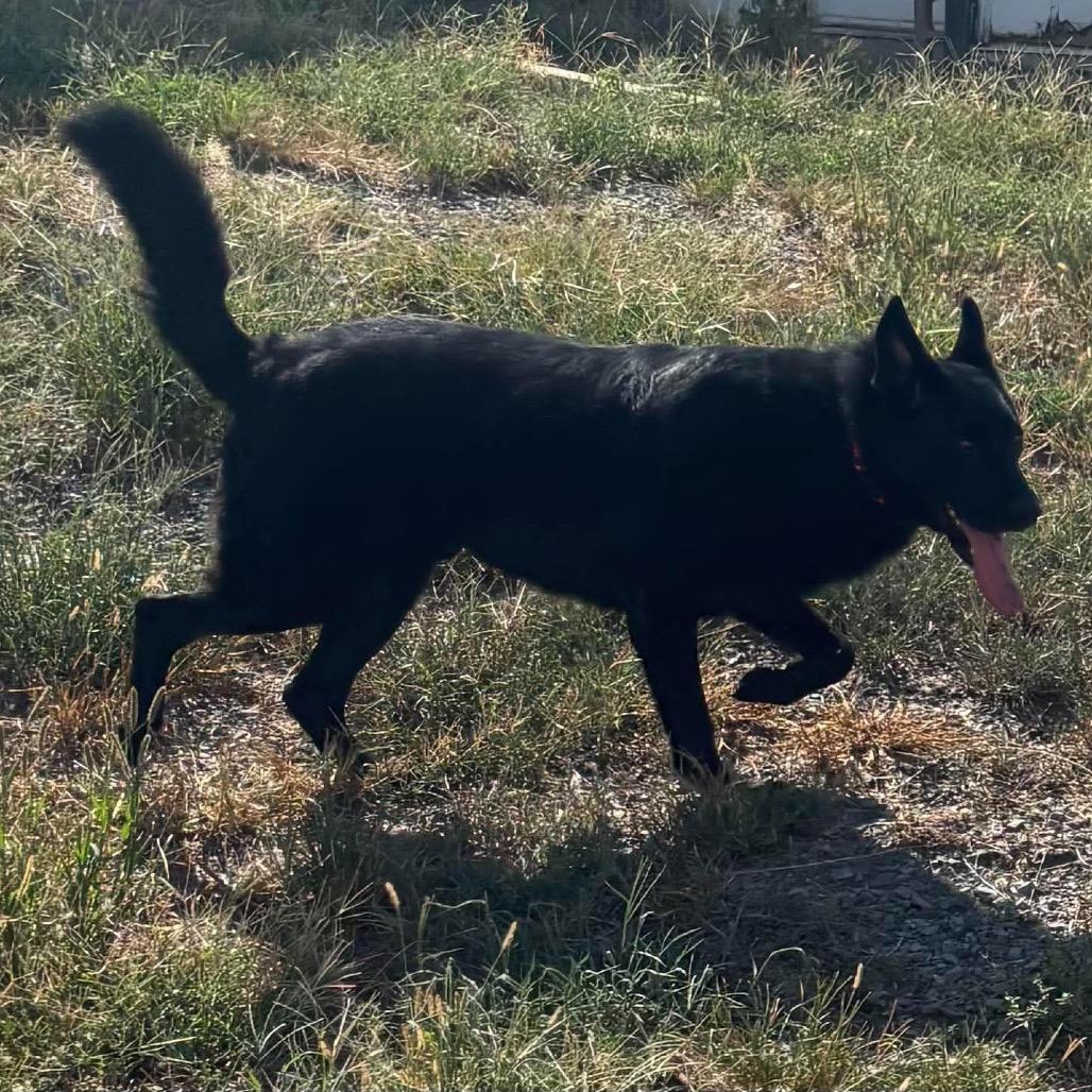 Banditt *, ADOPTABLE, Adult • Male, Shepherd & Chow Chow.