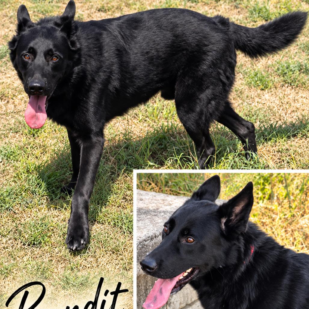 Enlarge Banditt *, a Adoptable mixed breed in Hackett, AR image 2/6