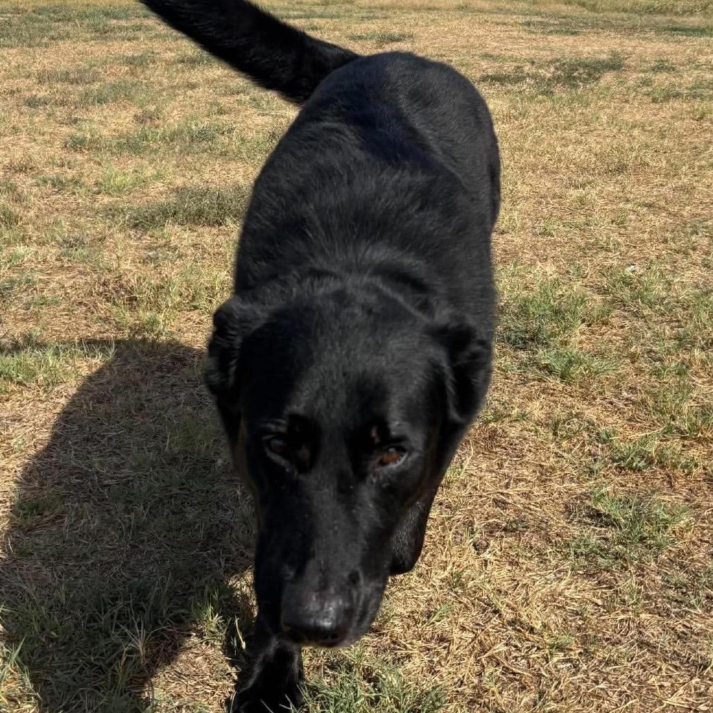 Enlarge Banditt *, a Adoptable mixed breed in Hackett, AR image 3/6