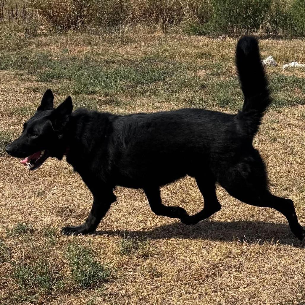 Enlarge Banditt *, a Adoptable mixed breed in Hackett, AR image 4/6