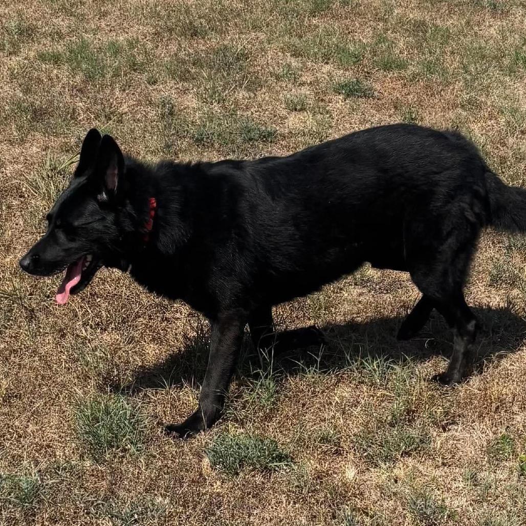 Enlarge Banditt *, a Adoptable mixed breed in Hackett, AR image 5/6