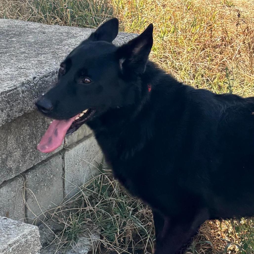 Enlarge Banditt *, a Adoptable mixed breed in Hackett, AR image 6/6