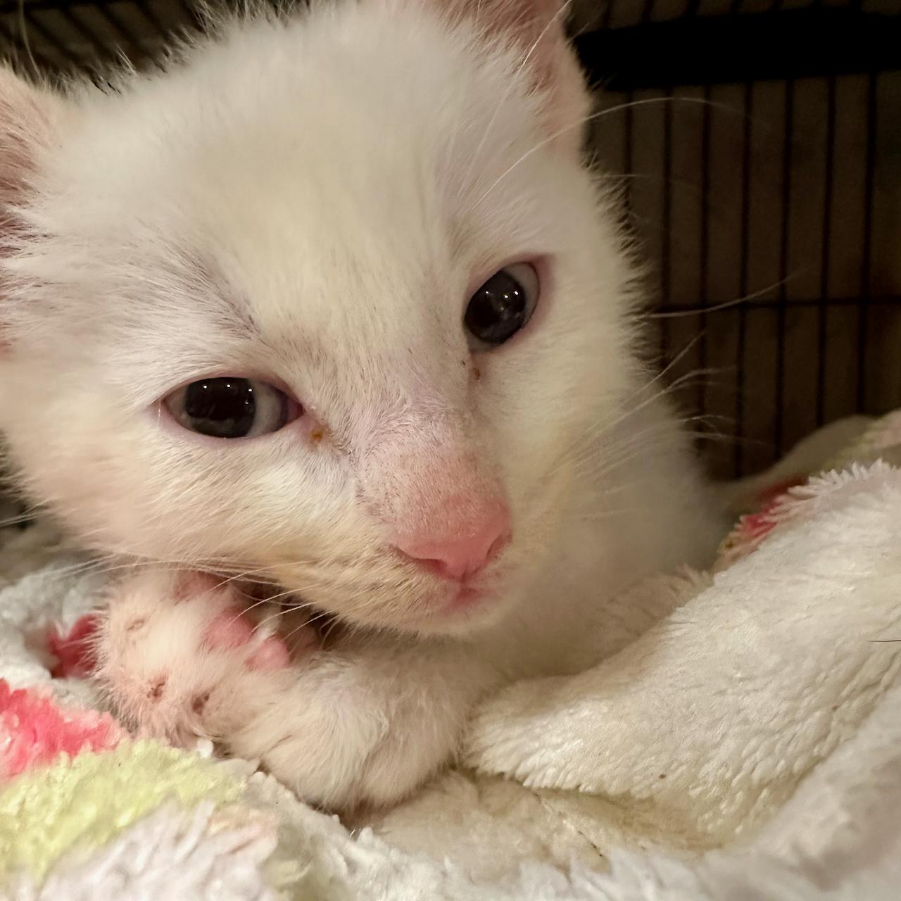 Enlarge Mew, an adopted mixed breed in East Brunswick, NJ image 2/4