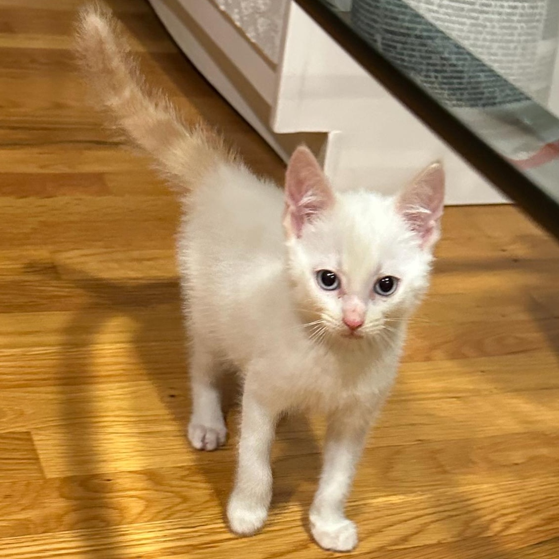 Enlarge Mew, an adopted mixed breed in East Brunswick, NJ image 4/4