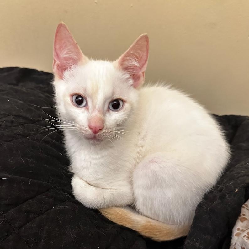 Enlarge Mew, an adopted mixed breed in East Brunswick, NJ image 3/4