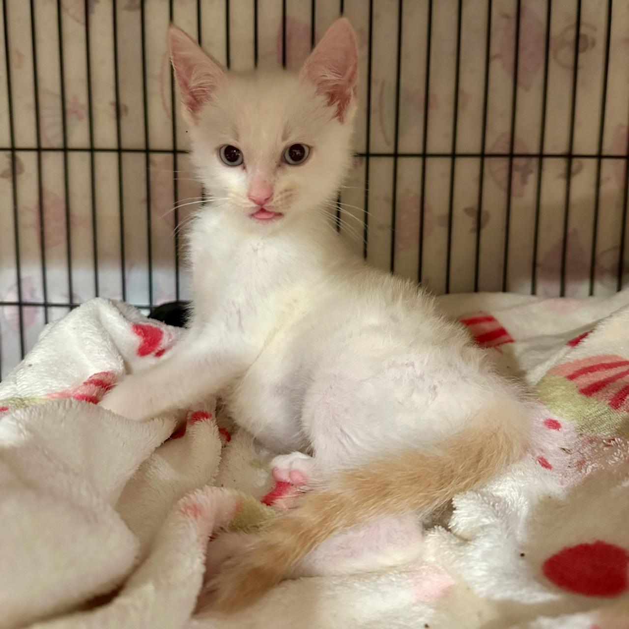 Enlarge Mew, an adopted mixed breed in East Brunswick, NJ image 1/4