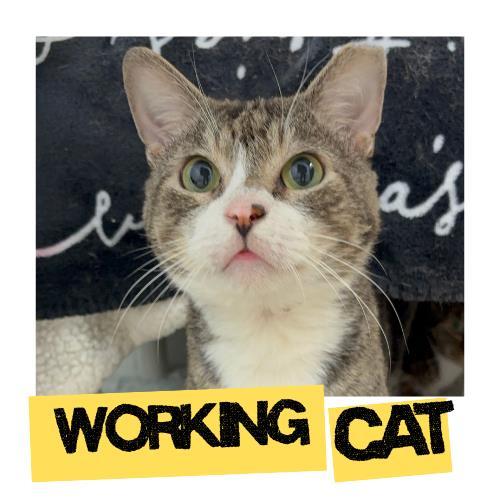 Enlarge JULIO, a Adoptable Domestic Short Hair in Fort Lauderdale, FL image 1/1