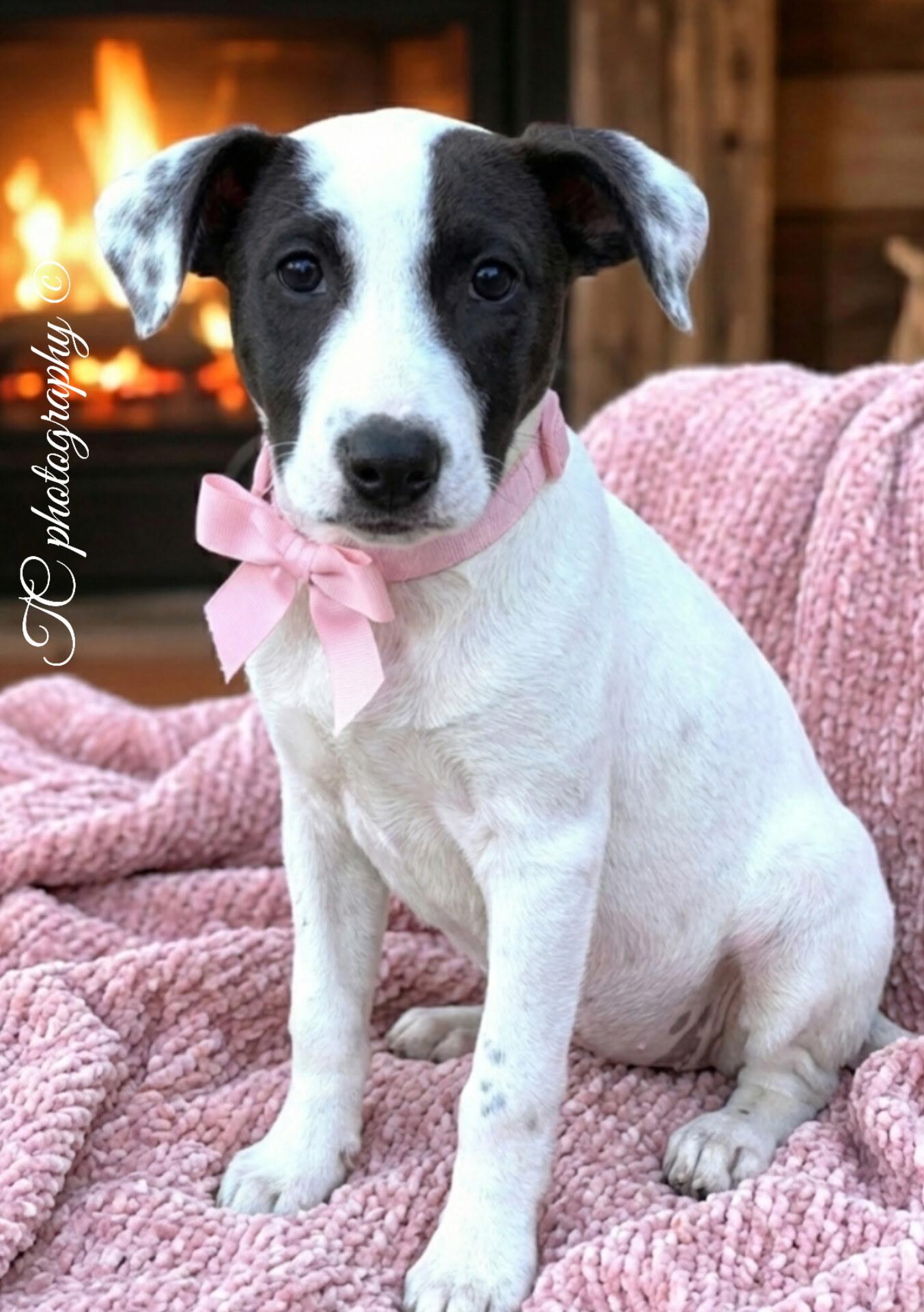 Enlarge Mindy Sue, a ADOPTABLE mixed breed in Folkston, GA image 1/1