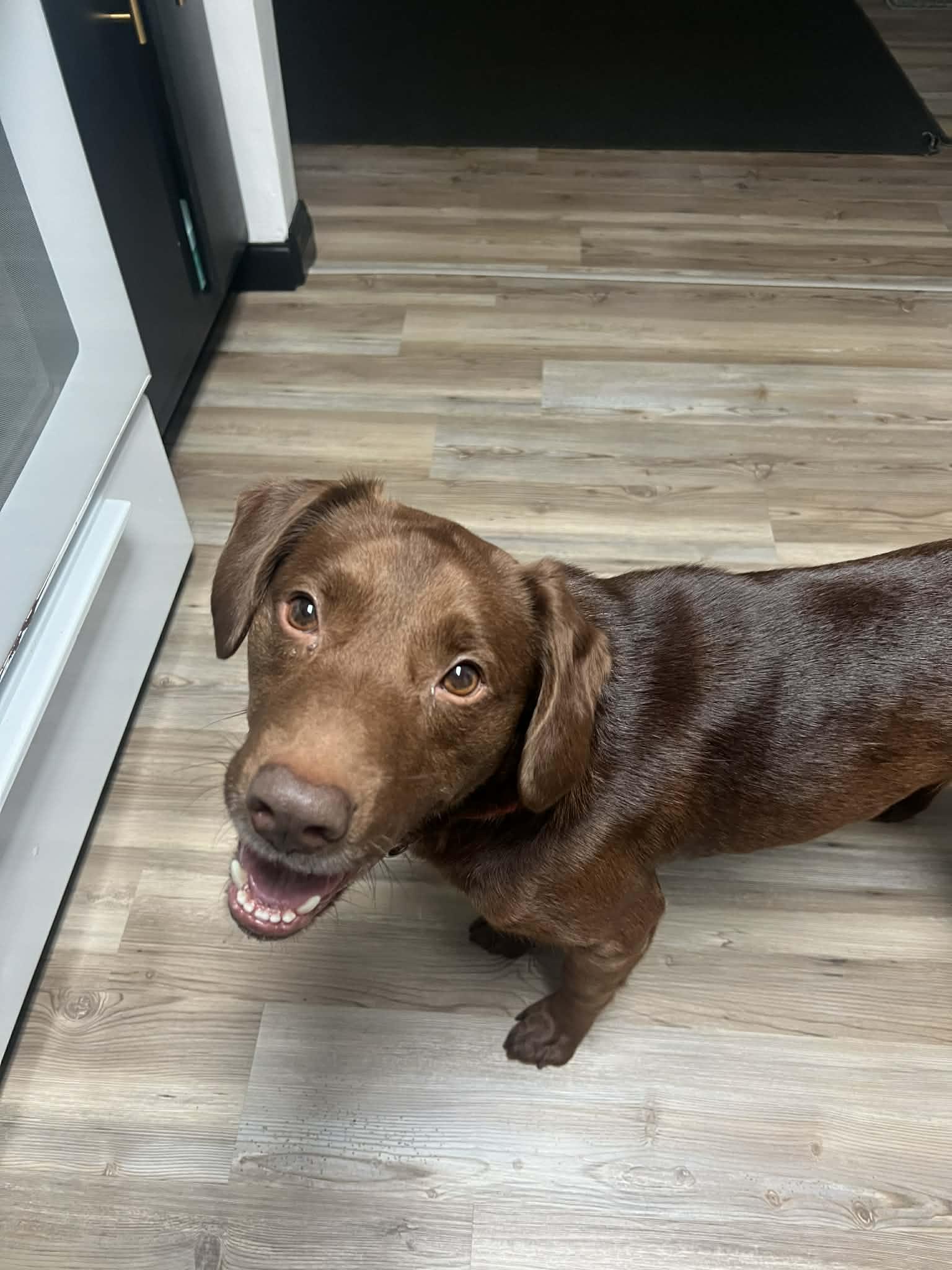 Enlarge Doobie, a Adoptable mixed breed in Scott Depot, WV image 2/2