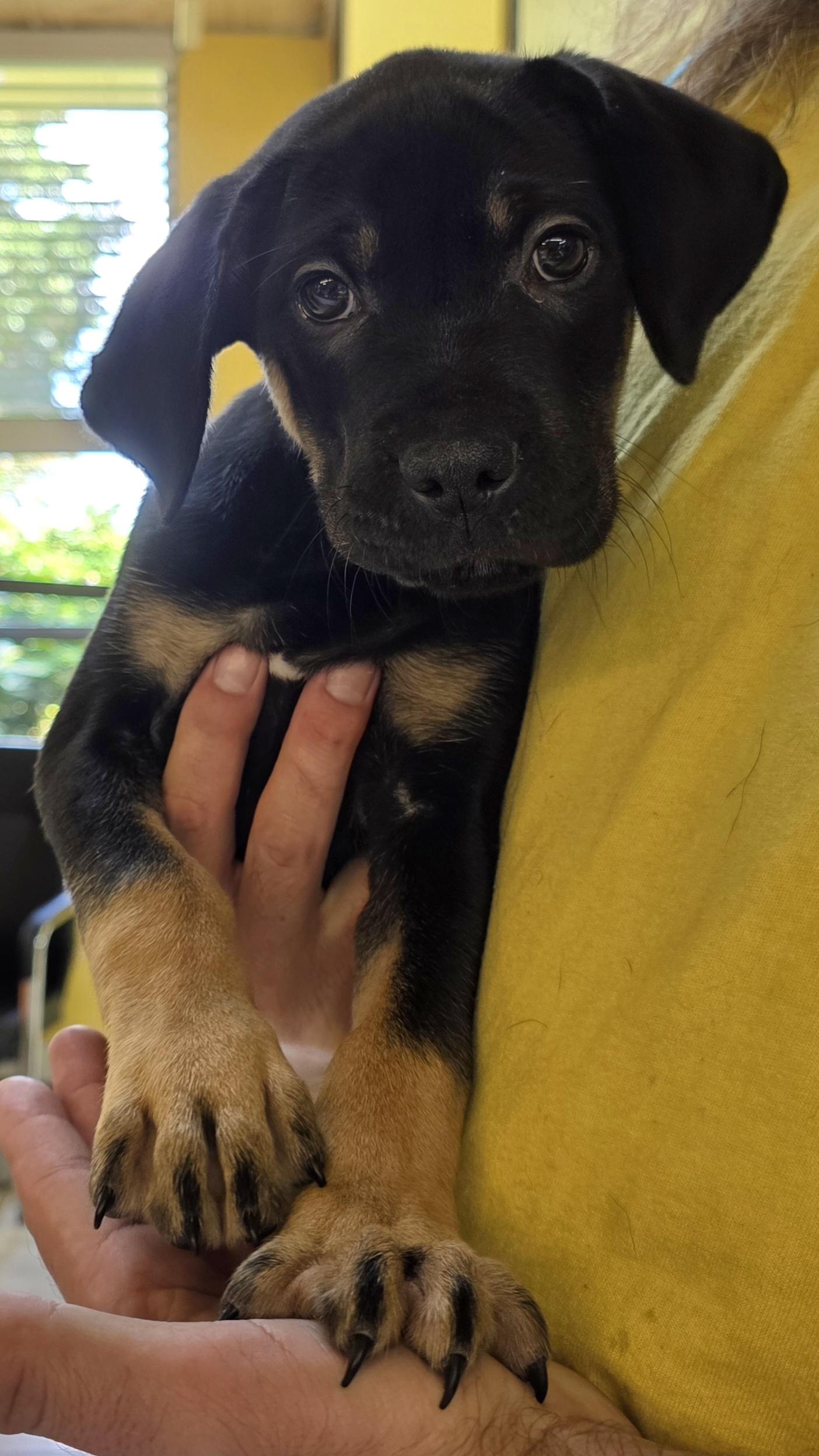 Enlarge Moe 7945, an adopted mixed breed in Boca Raton, FL image 1/1