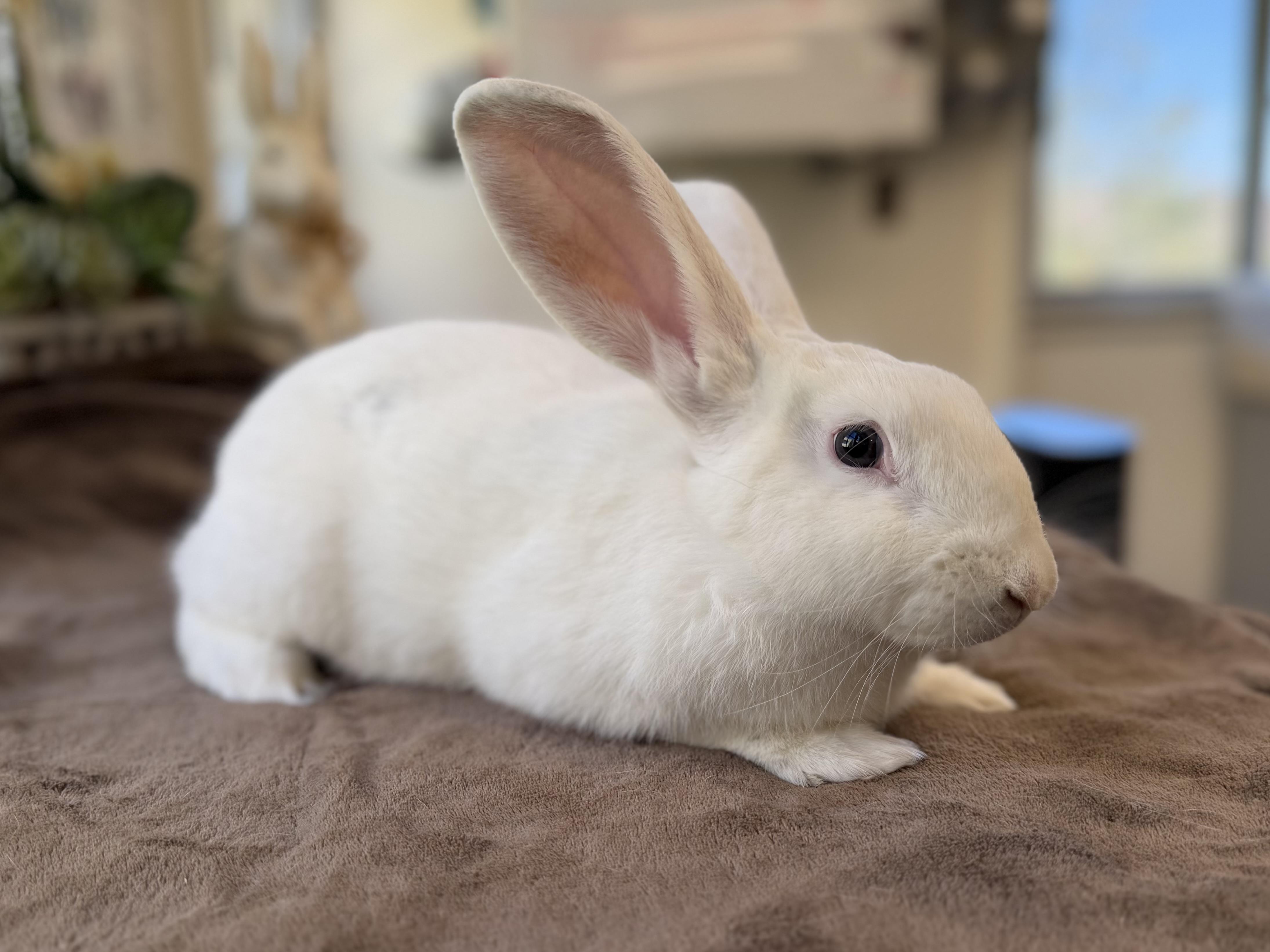 Wallen, Adoptable, Young Male American.