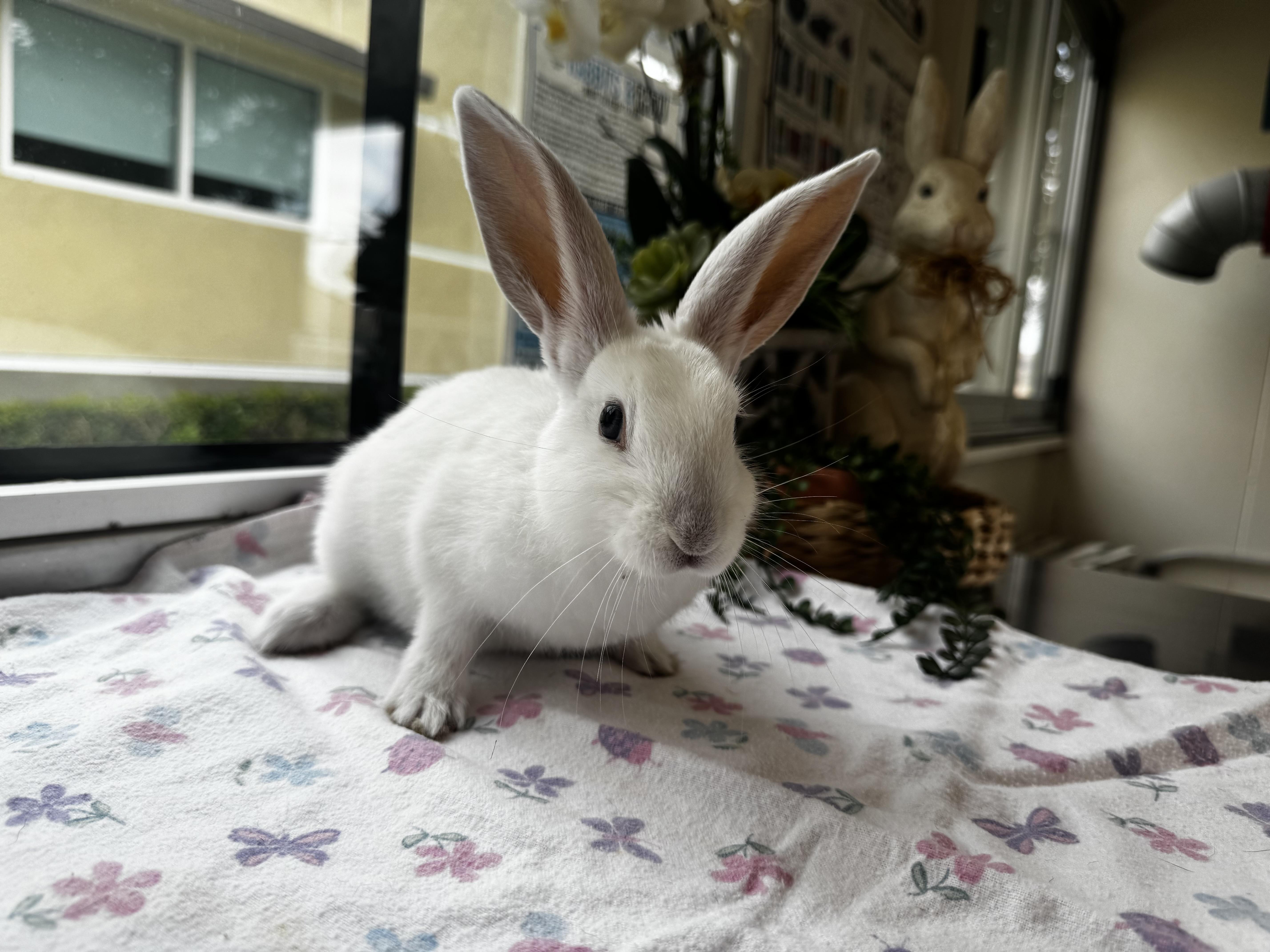 Enlarge Wallen, a Adoptable American in Mission Viejo, CA image 2/2